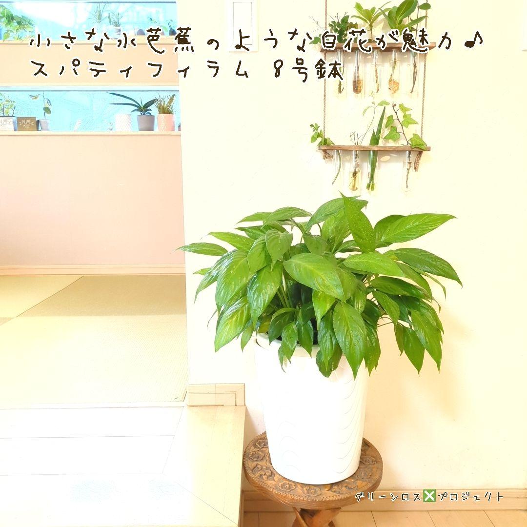 【B級品/大型観葉植物】小さな水芭蕉のような白花が魅力♪スパティフィラム 8号鉢
