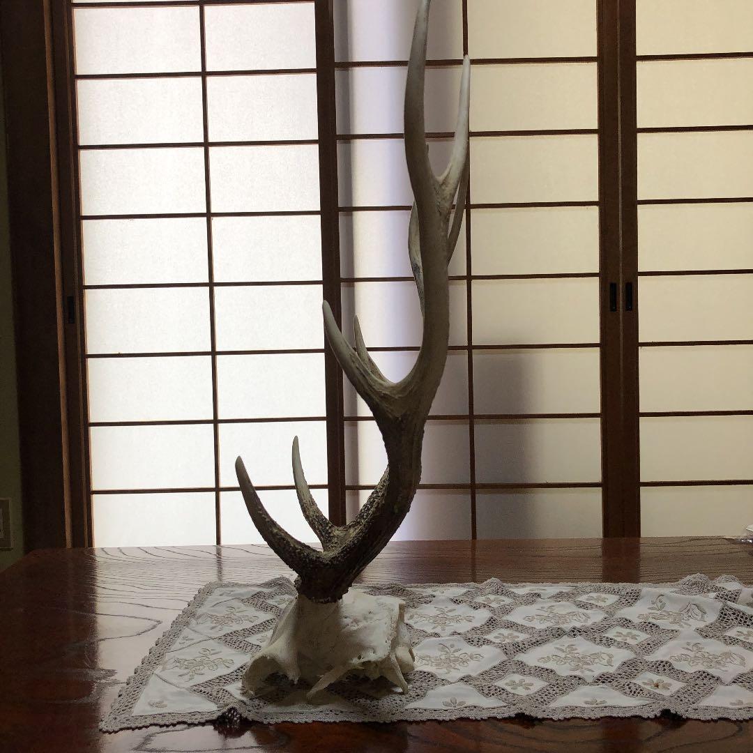 鹿の角