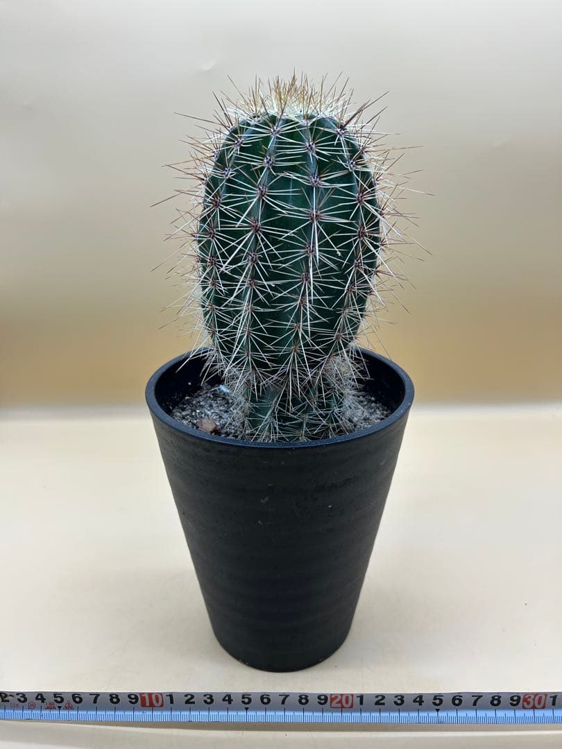 弁慶柱　5号鉢