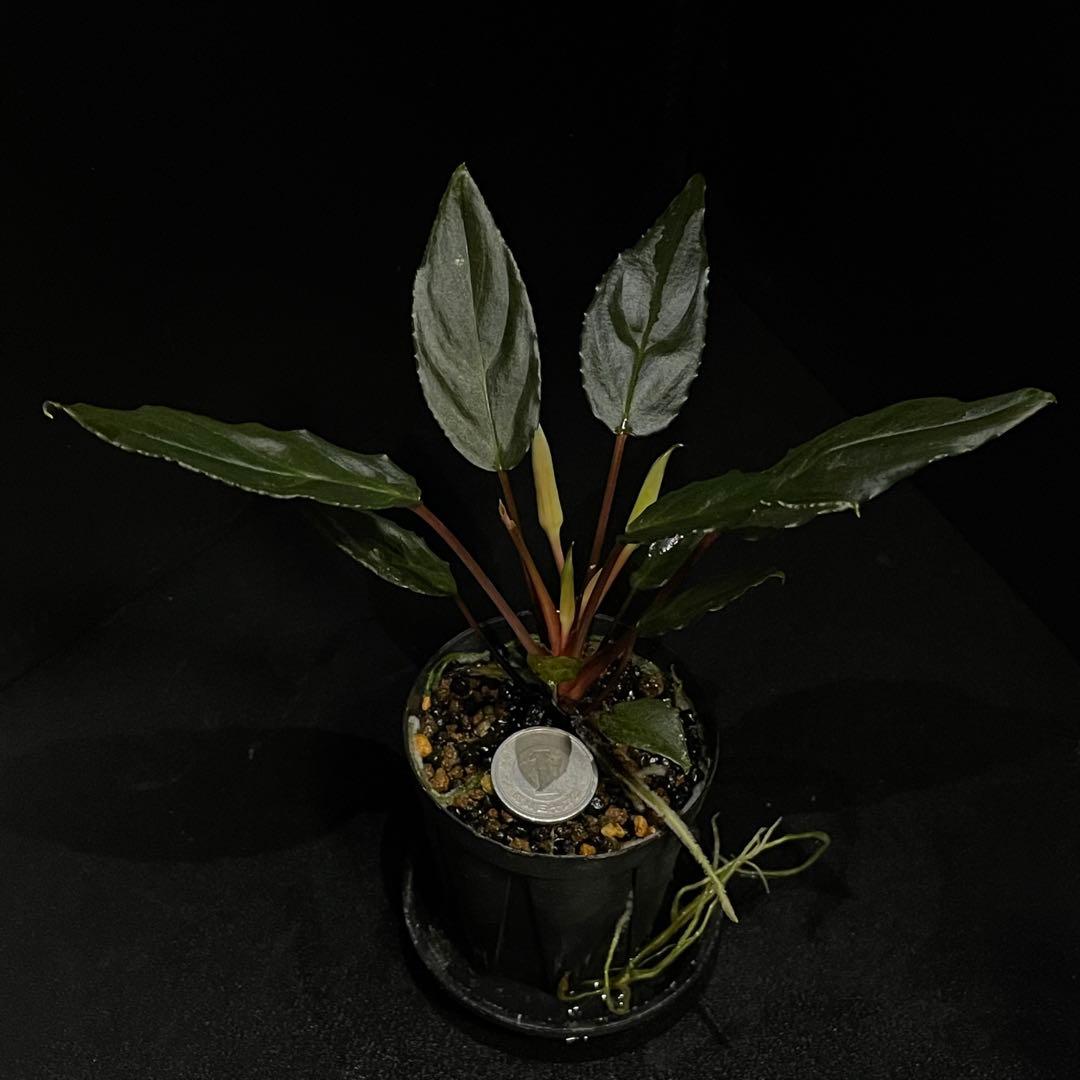 Homalomena sp. \"Sulawesi Red\" LA便